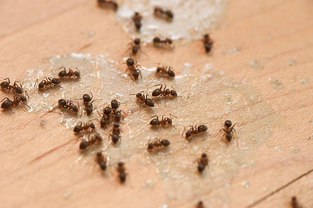 Best Best Pest Control Near Me  in West Middlesex, PA