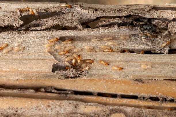 Best Residential Pest Control  in West Middlesex, PA