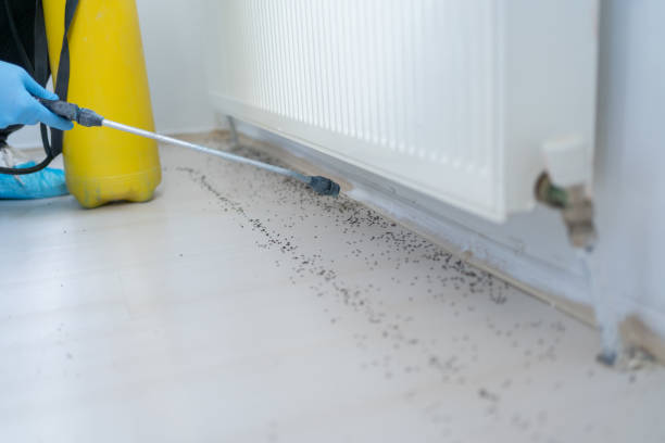 Flea Control Services in West Middlesex, PA